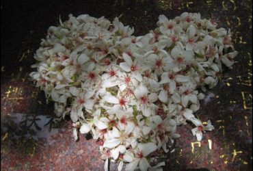 [旅遊土城] 承天禪寺的桐花美