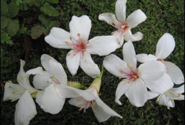 [旅遊土城] 承天禪寺的桐花美-二