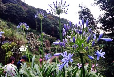 [台北旅遊] 陽明山竹子湖繡球花田2016最新花況~新娘美麗捧花在這裡