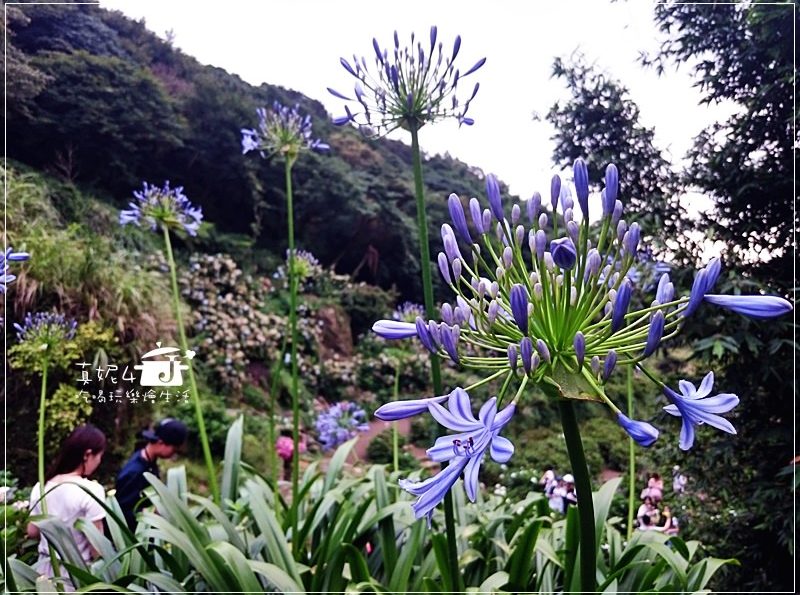[台北旅遊] 陽明山竹子湖繡球花田2016最新花況~新娘美麗捧花在這裡
