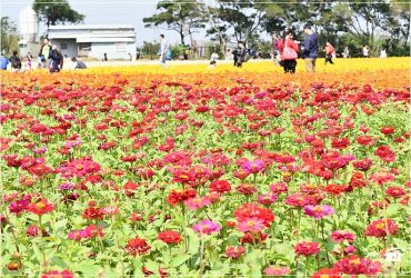 2018年桃園花彩節,11月25日至12月23日七大展區熱鬧登場