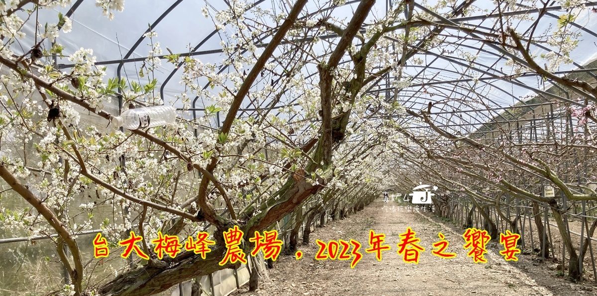 南投清境│台大梅峰農場春之饗宴(112/3/16~4/2)浪漫花道群花爭艷