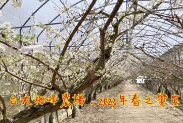 南投清境│台大梅峰農場春之饗宴(112/3/16~4/2)浪漫花道群花爭艷